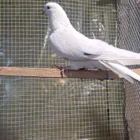 کبوتر|پرنده|گرگان, |دیوار