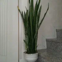 فروش فوری یک عدد گل سانسوریا