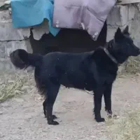 ماده فاکسی سه ساله|سگ|مشگین شهر, |دیوار