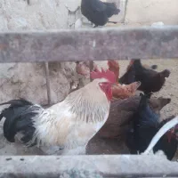 خروس جوان،مناسب برای قربانی ونگه داشتن