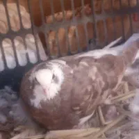 ۸ عدد کبوتر|پرنده|شیراز, انجیره|دیوار