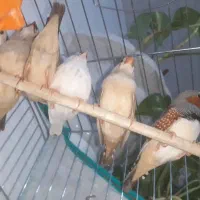 فنچ|پرنده|فلاورجان, |دیوار