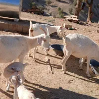 معاوضه بز سانن با میش|حیوانات مزرعه|رودشت (چهارمحال و بختیاری), |دیوار