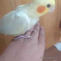 به علت کم بودجا