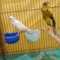 قناری|پرنده|فریم, |دیوار