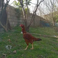 مرغ و خروس لاری اصل. نژاد دار