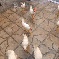 جوجه خروس