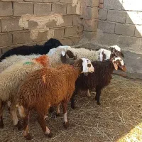 ۷ بره|حیوانات مزرعه|فردوس (خراسان), |دیوار