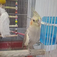 عروس هلندی ماده مولد