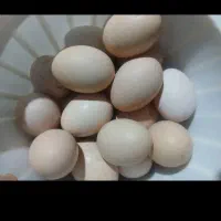 تخم مرغ م ح ل ی