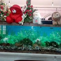 فروش آکواریوم بزرگ وقشنگ به علت نداشتن جا