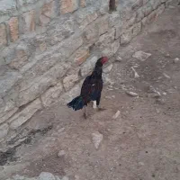 خروس|حیوانات مزرعه|جوانرود, |دیوار
