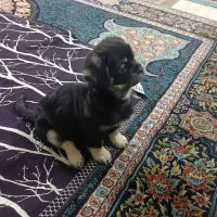 گمشده محدوده مکی آباد بلوار غدیر کوچه تجارت