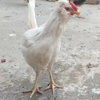 جوجه خروس گلین اصل|حیوانات مزرعه|ساوه, |دیوار