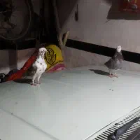 دوتاکبوتر نر کاکلی