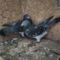 دو جفت پلاکی