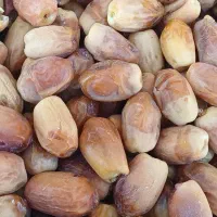 خرمازاهدی