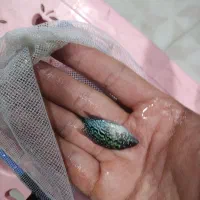 ماهی جوجه فلاور خوراک|ماهی|نیشابور, شهرک جانبازان|دیوار