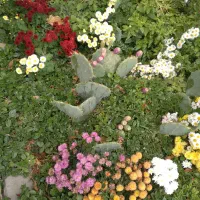 انجام خدمات باغبانی،هرس پاییز،طراحی باغچهای نو ساز|خدمات باغبانی و درختکاری|اصفهان, ملکشهر|دیوار