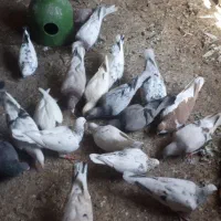 کفتر هفرنگ|پرنده|قزوین, |دیوار