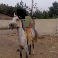 نریون چهار سال