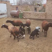 ۴ عدد میشه بره دار بره های پلنگی|حیوانات مزرعه|باغ حلی, |دیوار