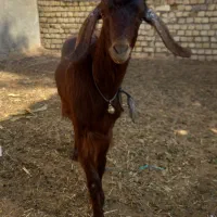 بزکولارآبستن