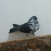 تهرانی|پرنده|نیمروز, |دیوار