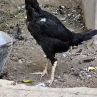 مرغ لاری و گلین