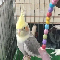 عروس هلندی یکی نر دوتا ماده با قفس وسه تا فنچ|پرنده|کرج, گلشهر|دیوار