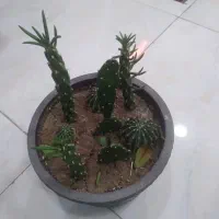 گلسرای پیچک|گل و گیاه طبیعی|خوی, |دیوار