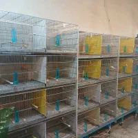 قناری نرتک ،ماده تک ،جفت شده نروماده مست مست|پرنده|ملایر, |دیوار