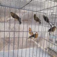 تعدادی قناری رسمی