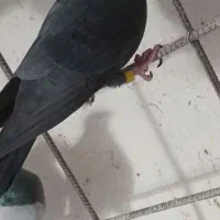 کفتر|پرنده|خوسف, |دیوار