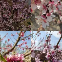 باغچه 650 متری ماهدشت فروش فوری|فروش زمین و ملک کلنگی|ماهدشت, |دیوار