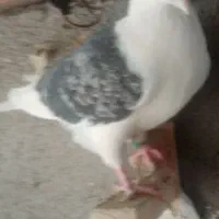 کبوتر پشت گراف زرد آلمانی وساده زرد