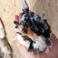 گلین جوجه