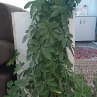 یک عدد گل شفلرا به فروش میرسد