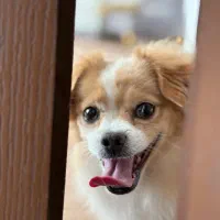 سگ پامرانین