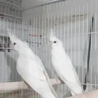 جفت عروس هلندی آلبینو سفید