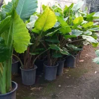 بابا آدم تنه قرمز،تنه سز،برگ قلبی|گل و گیاه طبیعی|مرزیکلا, |دیوار