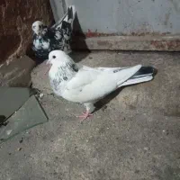 کبوتر|پرنده|بابا حیدر, |دیوار