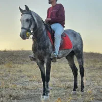 خرید و فروش اسب، پانسیون، آموزش سوارکاری|حیوانات مزرعه|مشهد, کلاکوب|دیوار