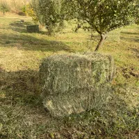 علوفه پشه دوره