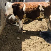 گوساله نر ۱ساله