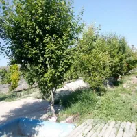 500متر-باغچه-چهار-دیواری