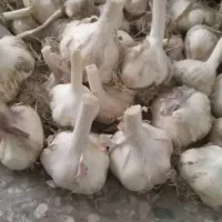 فروش سیر با آب چشمه