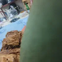گل گیاه