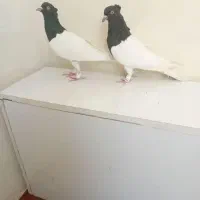 کبوترکله ای روزگاری