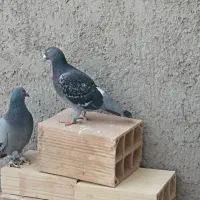 کبوترالمانی مسافتی وپرشی|پرنده|بسطام, |دیوار